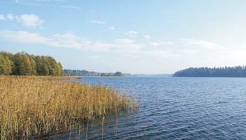 Zarybianie
