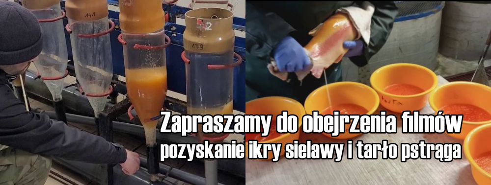 Film pozyskanie ikry sielawy